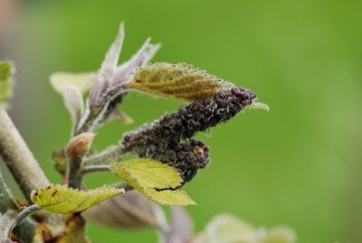 Broussonetia papyrifera - papírovník čínský - květ